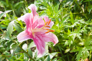 Pink Lily
