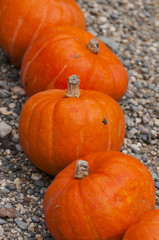 Kürbis, Herbstfest, Herbstgemüse, Herbstfest, Herbstdekoration, dekorativ, Erntezeit, Herbst, Schweiz