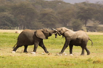 Naklejka na ściany i meble Elephants play in the Amboseli National Park