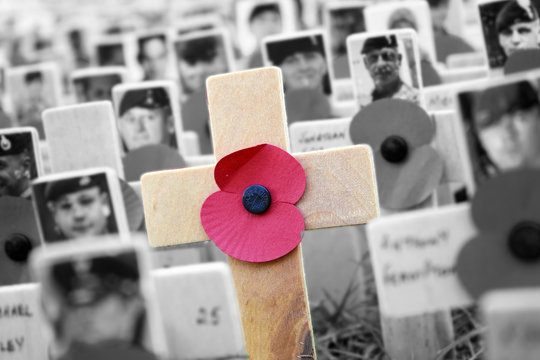 Poppy Cross, Remembrance day display