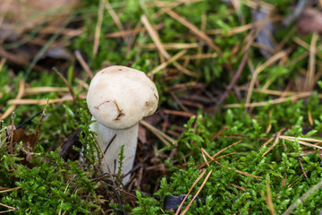 Young Boletus edulis grows in the forest during fall. Raw forest capture.