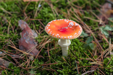 Young toadstool fungi grows in the forest. Fall background.