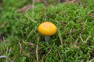 Russulaceae mushroom grows on a fall forest floor background.