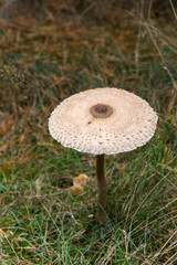 The parasol mushroom (Macrolepiota procera or Lepiota procera) grows in the forest. Fall fungi theme.