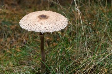 The parasol mushroom (Macrolepiota procera or Lepiota procera) grows in the forest. Fall fungi theme.