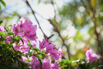 pile of the pink flower
