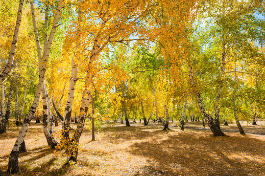 Fototapeta Yellow birch trees in autumn forest