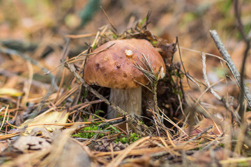 Boletus edulis grows in the forest during fall. Raw forest capture.