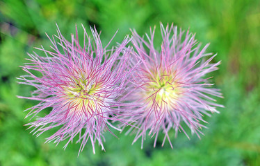 Two alpine flowers