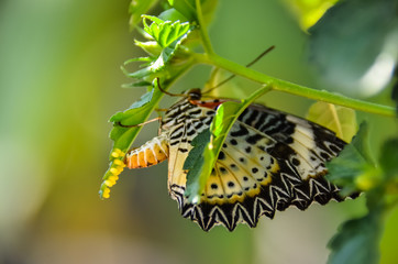 Obraz premium Butterfly laying eggs on green leaf