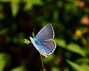 Obraz na płótnie Canvas farfalla blu sul fiore..
