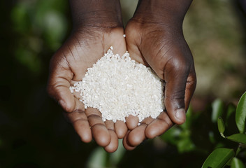 African Malnutrition Symbol - Black Girl Holding White Rice Hunger. Starving Hunger Symbol. Black African girl holding rice as a malnutrition symbol. Stop starvation in the world! - obrazy, fototapety, plakaty