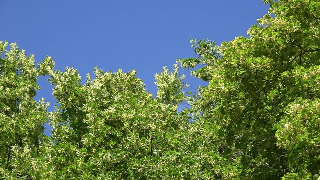 zoom out of green linden tree with blossom branch in blue sky background. 4K UHD video clip.
