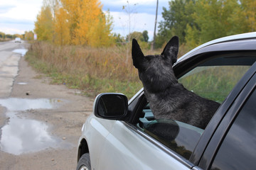 Grey shepherd looks out of the car