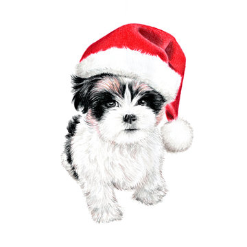 hand drawn puppy dog with santa claus hat, cute fun Christmas card clipart, sketch of dog is colored pencil drawing, holiday clip art illustration isolated on white background