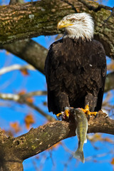 American Bald Eagle sitting in Tree with Fish