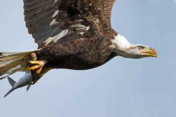 American Bald Eagle in Flight with Fish