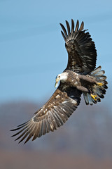 American Bald Eagle in Flight