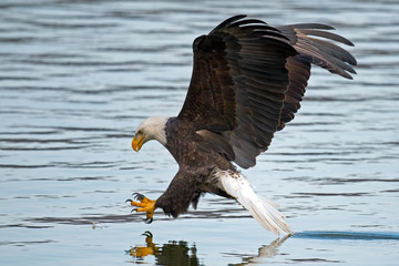 American Bald Eagle Grabbing Fish
