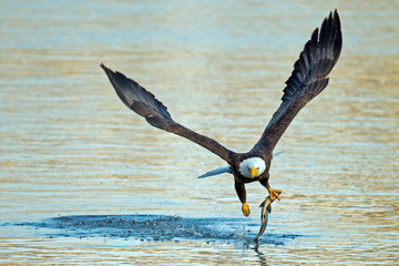 American Bald Eagle Grabbing Fish