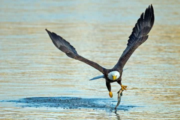 Fototapete Adler Amerikanischer Weißkopfseeadler, der Fische greift