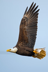 American Bald Eagle in Flight with Fish