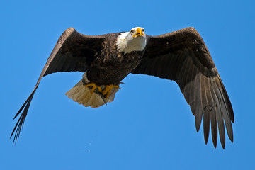 American Bald Eagle in Flight with Fish