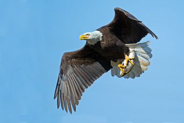 American Bald Eagle in Flight with Fish