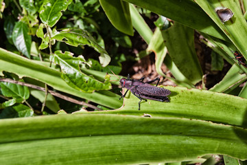 Saltamontes Purpura comiendo