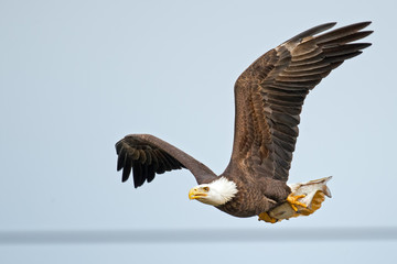 American Bald Eagle in Flight with Fish