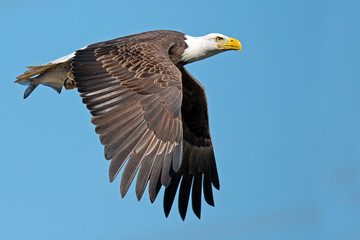 American Bald Eagle in Flight with Large Fish