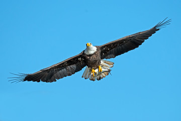 American Bald Eagle in Flight with Fish