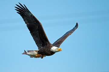 American Bald Eagle in Flight with Fish