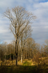 Fototapeta premium winter trees
