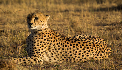 A cheetah in Masai Mara
