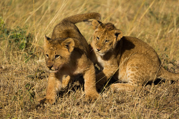 Fototapeta na wymiar Lion cubs play in Masai Mara