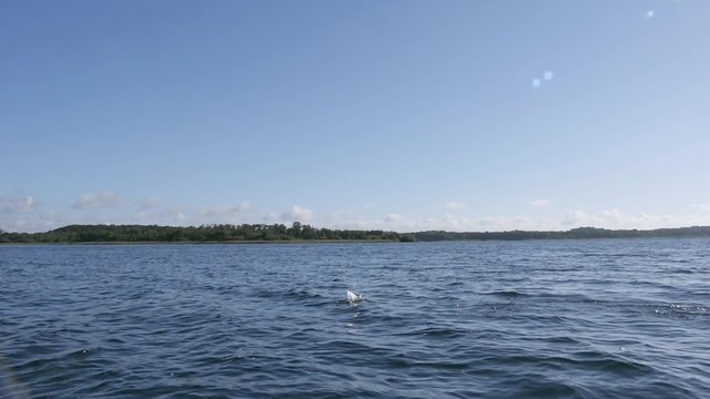 Zeitlupe, Seeadler versucht Fisch zu fangen