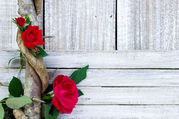 Red roses on vine by whitewash painted wood fence
