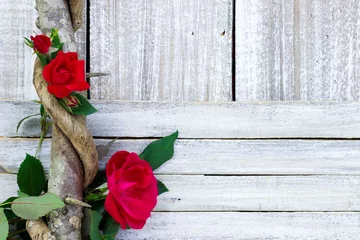 Washable wall murals Roses Red roses on vine by whitewash painted wood fence