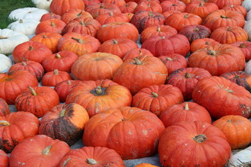 Pumpkins / Multicolored decorative pumpkins on autumn festival
