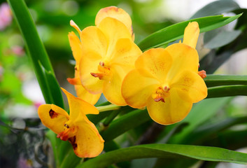 Beautiful yellow orchid flowers