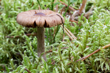 Fototapeta premium Mushroom Close Up by Moss
