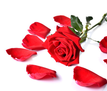 Beautiful red  roses on white background