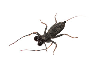 Whip scorpion isolated white background