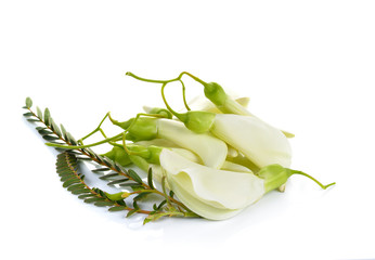 Fototapeta premium White Agasta ,Thai vegetable on white background