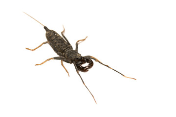 Whip scorpion isolated white background