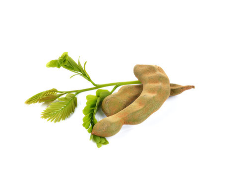 young Tamarind  on white background