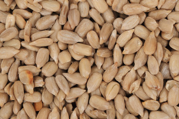 sunflower seed background