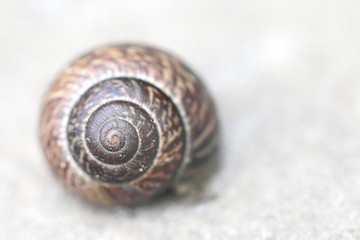 The snail shell on white textured background