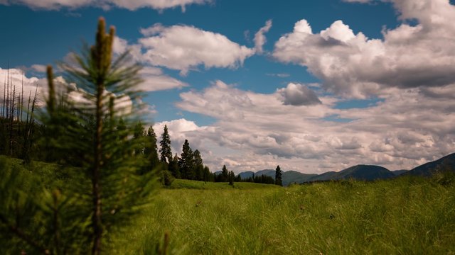 timelapse of young trees and grasslands in montana with rolling clouds